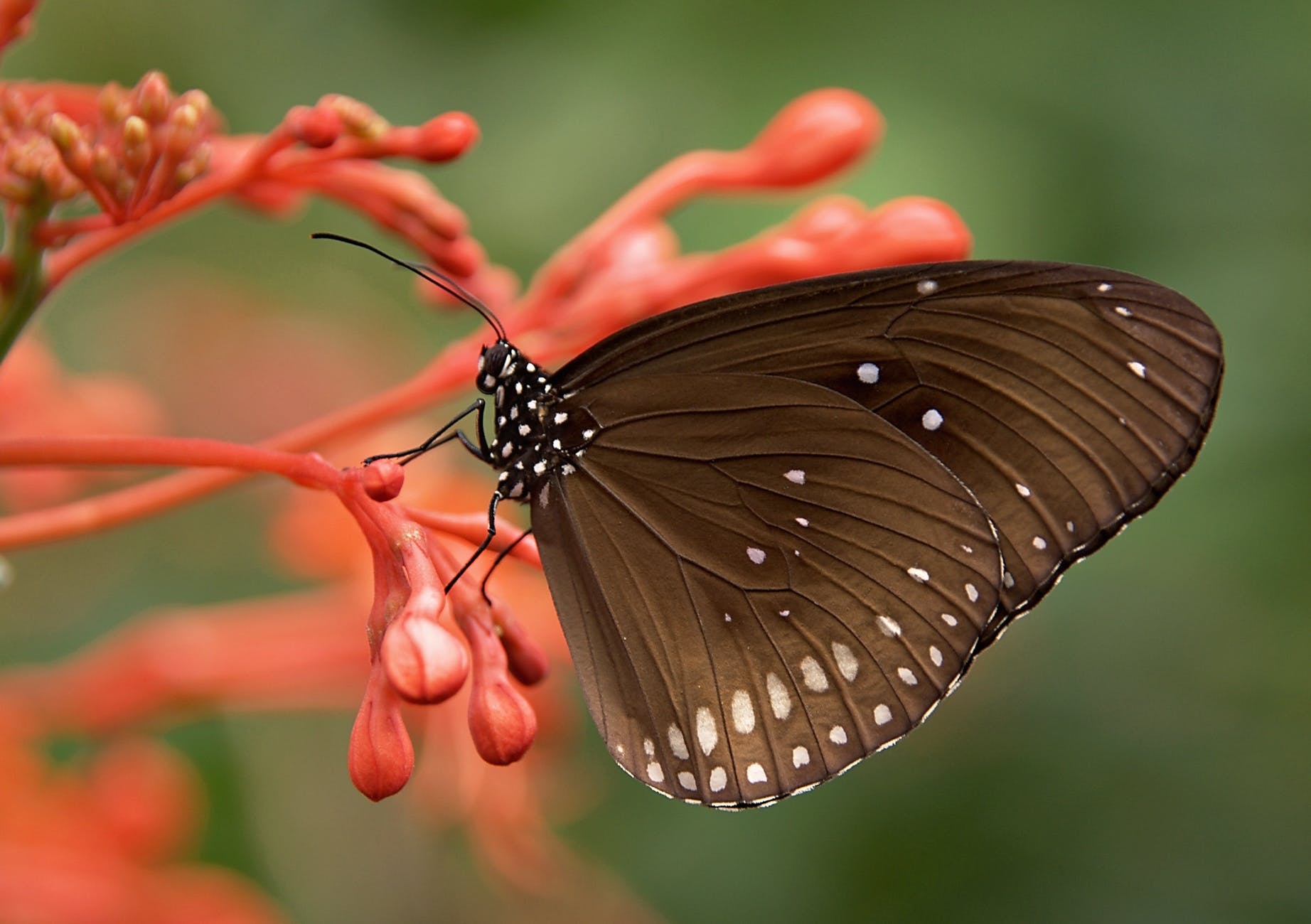 striped-core-butterflies-butterfly-brown-53957.jpeg